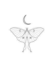 Jasmine-Moon-Moth