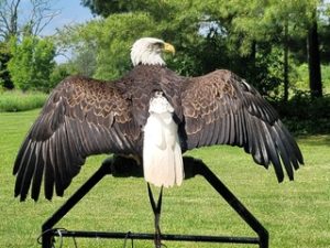 Mashkiki Migizi with wings spread