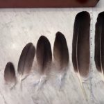 Randy Macey and Mashkiki Migizi - Different sized feathers