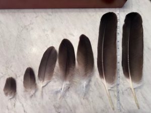 Randy Macey and Mashkiki Migizi - Different sized feathers