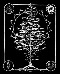 Allison-Lynn-Cedar Tree image